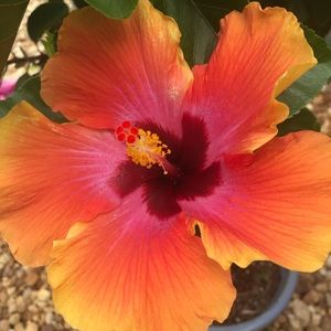 Meet your Posher, Cassandra